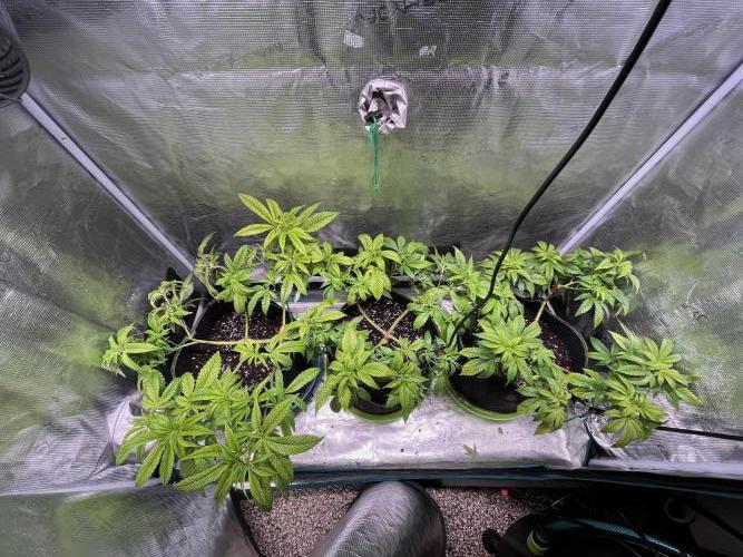 More dessert?. Week 5