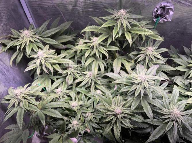 More dessert?. Week 11