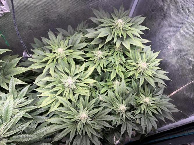 More dessert?. Week 11