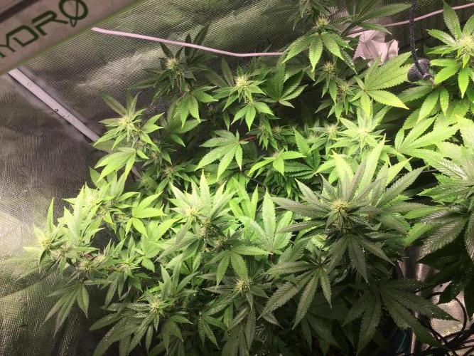 MK-Ultra Kush & Biscotti Mintz. Week 4 - Biscotti Mintz