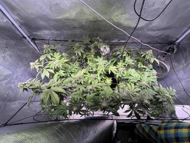 Alien OG - Clone from last year. Week 7