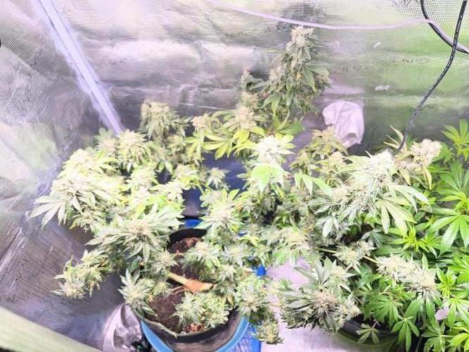 Alien OG - Clone from last year. Week 9