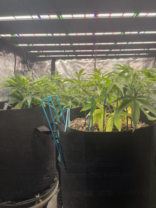 Lime Time. Week 5 - Coco medium- have been 1/2 the size of soil since week 2. Same synganic nutrient