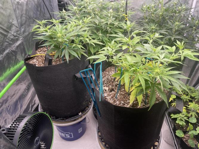 Lime Time. Week 5 - Coco