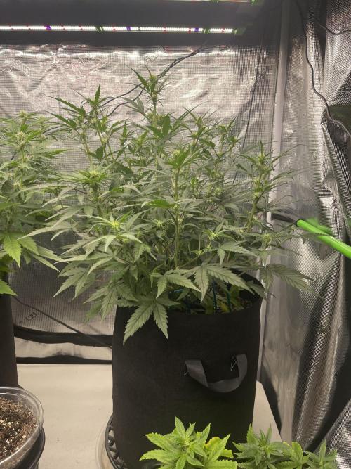 Lime Time. Week 5 - Soil- smaller of 2