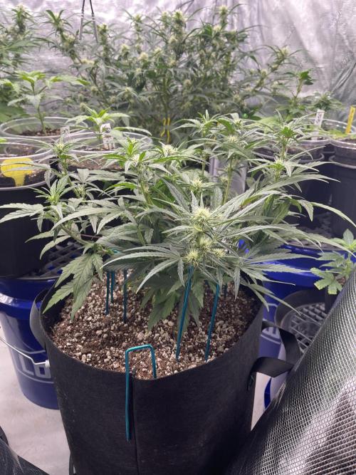 Lime Time. Week 6 - Coco coir