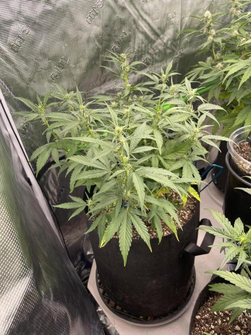 Lime Time. Week 6 - Coco coir