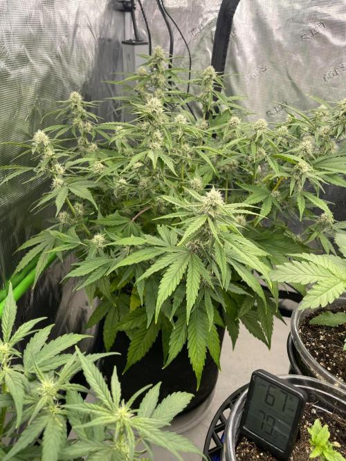 Lime Time. Week 6 - Bioflower