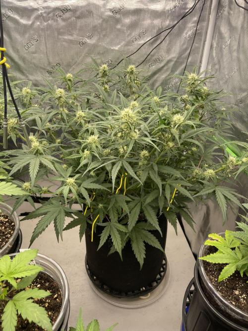 Lime Time. Week 6 - Bioflower