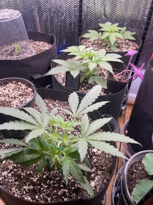 Pinot Noir Auto- Mephisto. Week 3