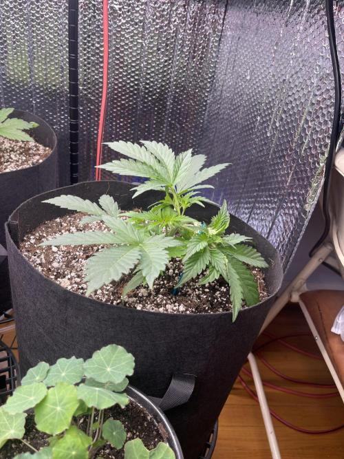 Pinot Noir Auto- Mephisto. Week 3