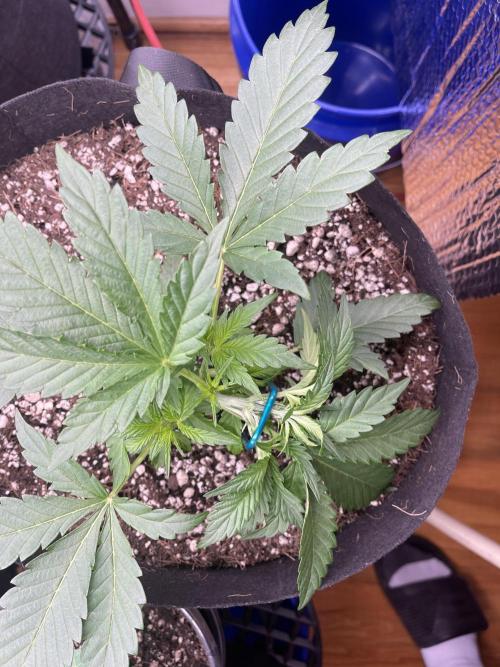 Pinot Noir Auto- Mephisto. Week 3