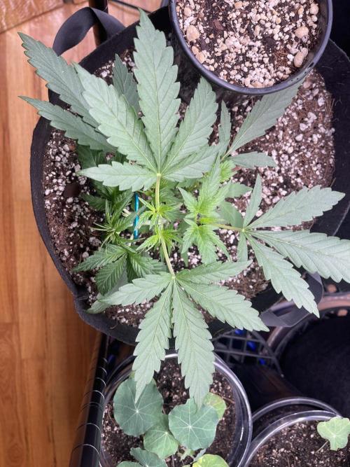 Pinot Noir Auto- Mephisto. Week 3