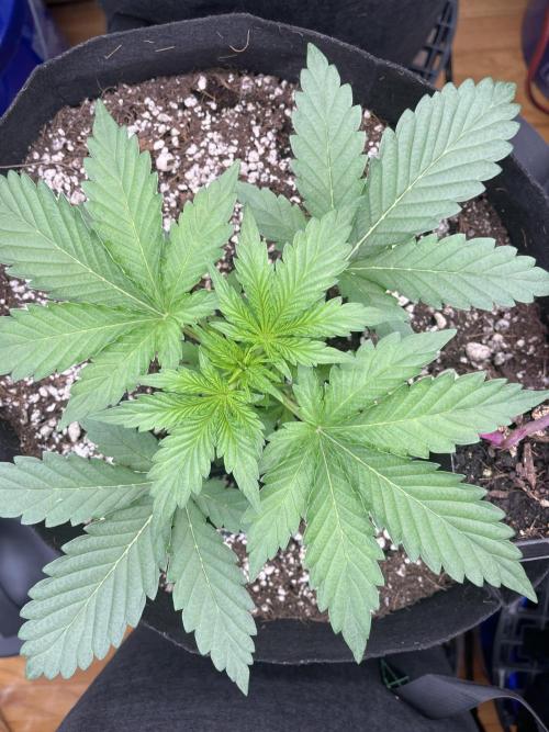 Pinot Noir Auto- Mephisto. Week 3