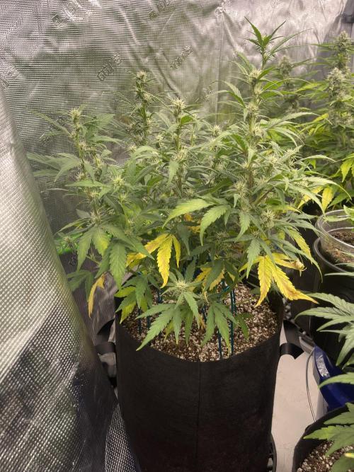 Lime Time. Week 7 - Coco plant