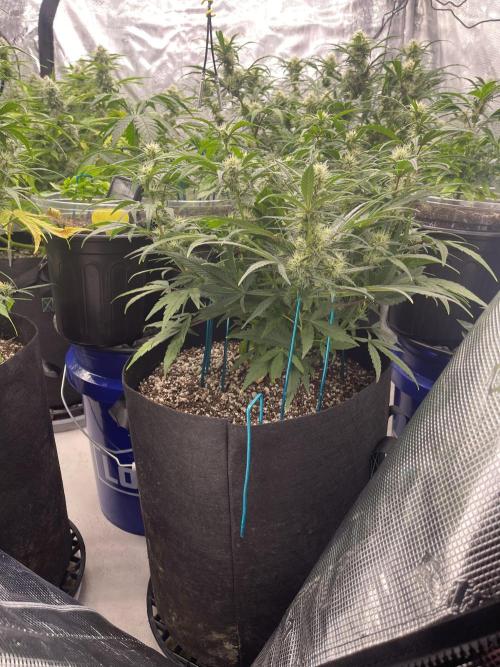 Lime Time. Week 7 - Coco plant