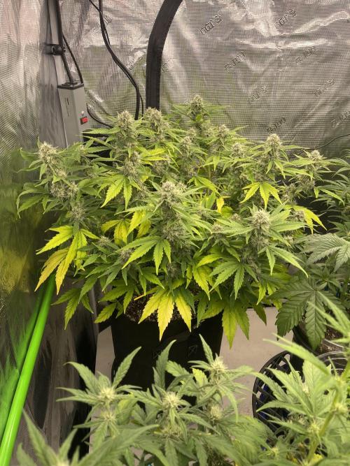 Lime Time. Week 7 - Largest- in soil