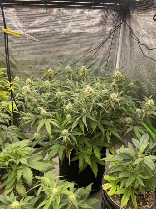 Lime Time. Week 7 - Soil