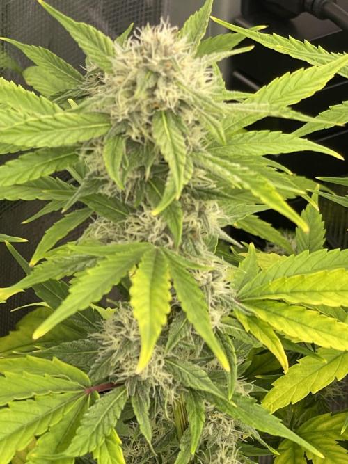 Lime Time. Week 7 - Soil