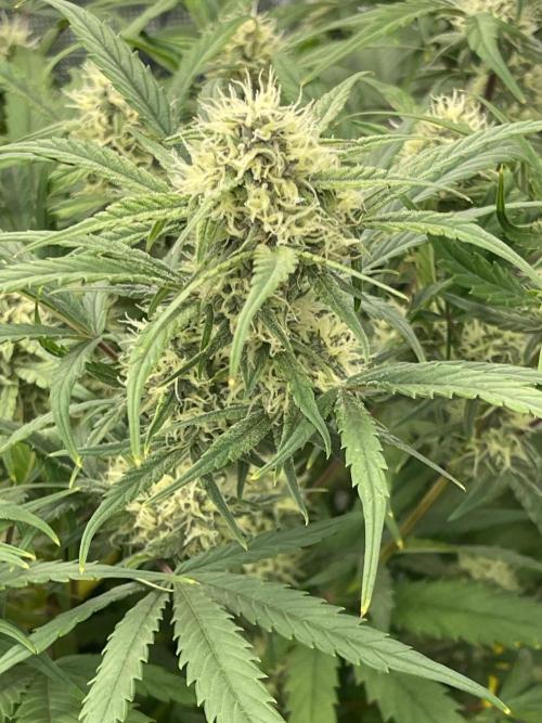 Lime Time. Week 7 - Soil