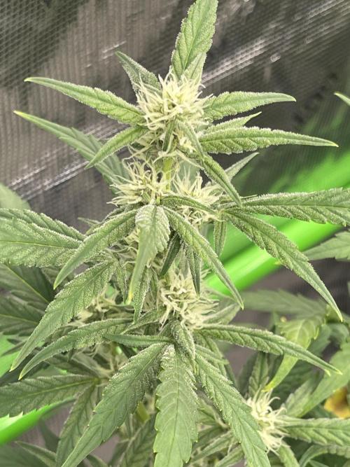 Lime Time. Week 7 - Coco