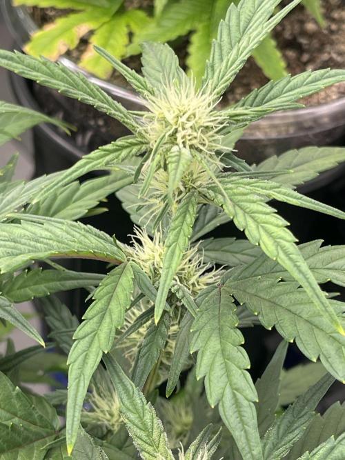 Lime Time. Week 7 - Coco