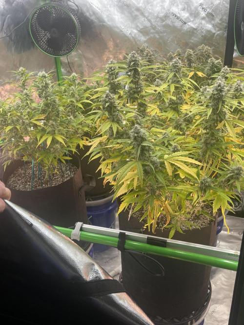 Lime Time. Week 8 - Level shot of canopy