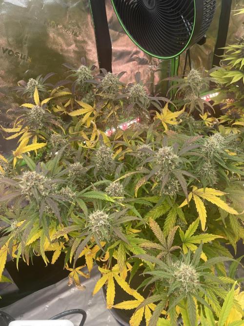 Lime Time. Week 8 - Soil 1/2