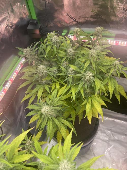 Lime Time. Week 8 - Coco 1/2