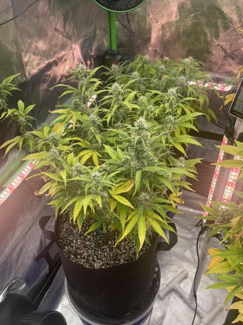 Lime Time. Week 8 - Coco 2/2