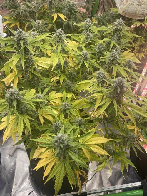 Lime Time. Week 8 - Soil 2/2