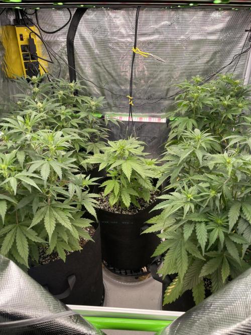 Pinot Noir Auto- Mephisto. Week 6