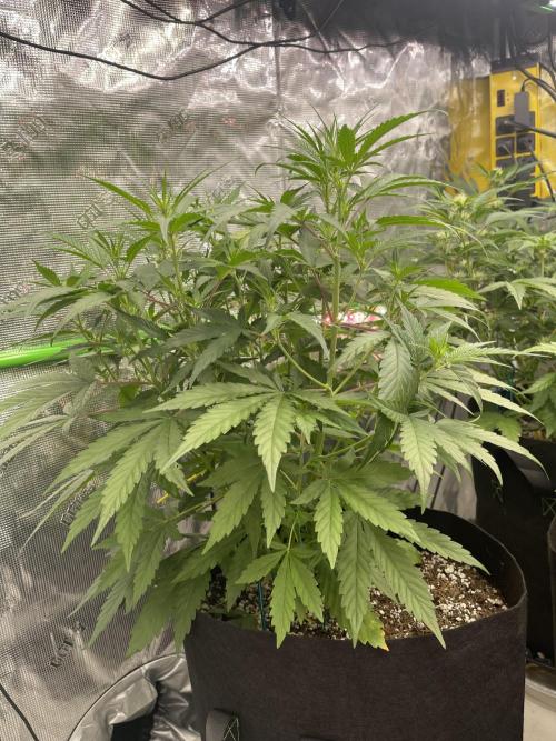 Pinot Noir Auto- Mephisto. Week 6