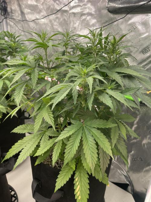 Pinot Noir Auto- Mephisto. Week 6