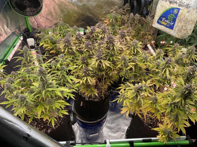 Lime Time. Week 10 - Center is a FB lemon cherry cookies finishing up.