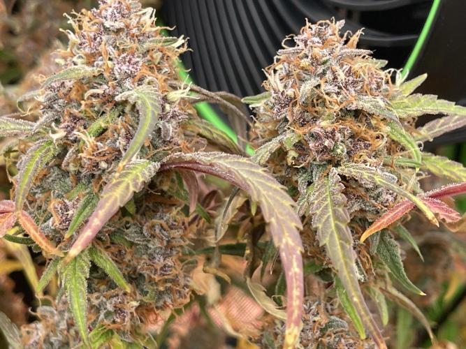 Lime Time. Week 10 - Dark pheno- soil