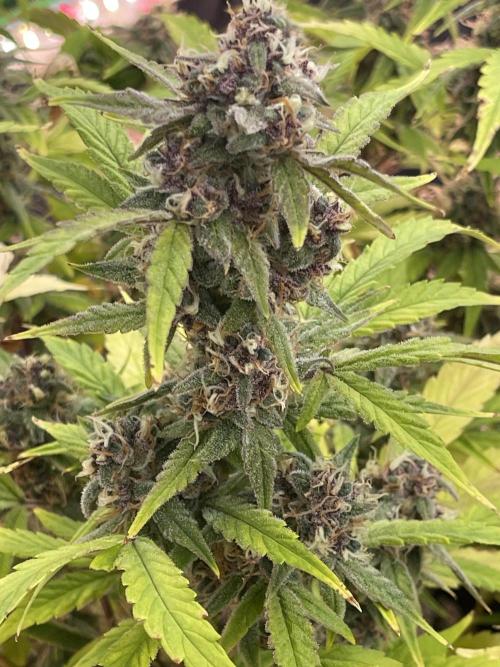 Lime Time. Week 10 - Dark pheno- soil