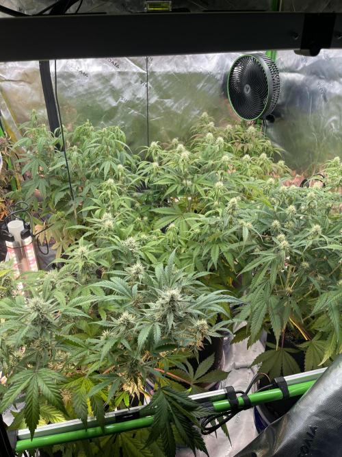 Pinot Noir Auto- Mephisto. Week 7 - 5 Pinot’s