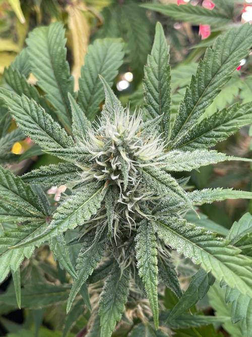 Pinot Noir Auto- Mephisto. Week 7 - Fastest pheno- some of the fan leaves have trichomes showing. 1 wk ahead