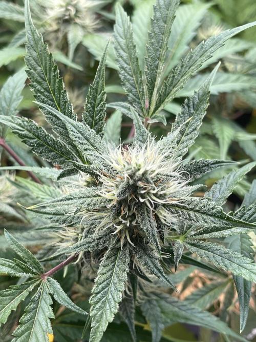 Pinot Noir Auto- Mephisto. Week 7