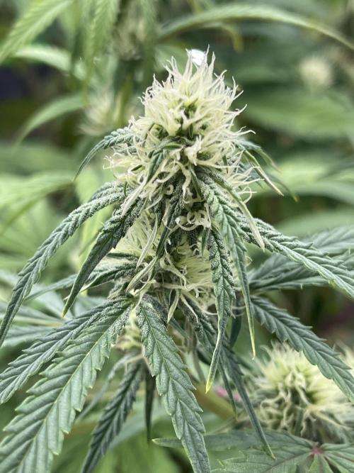 Pinot Noir Auto- Mephisto. Week 7