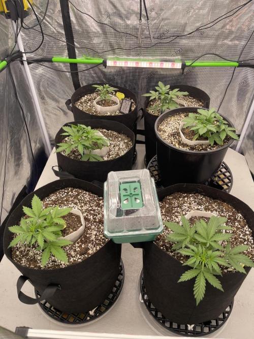 Ice Cream Paint Job. Week 3 - Pineapple Thai stick back left