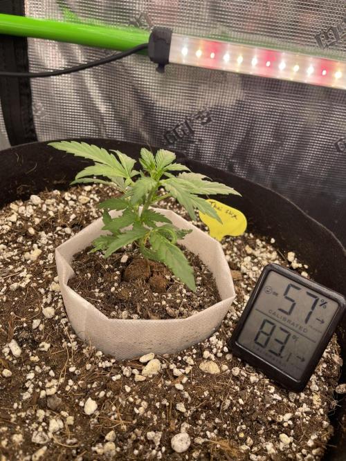 Ice Cream Paint Job. Week 3 - Thai Sticks 