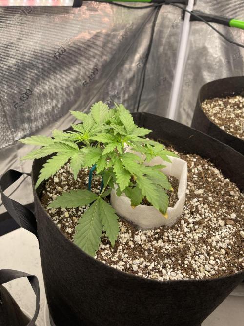 Ice Cream Paint Job. Week 3