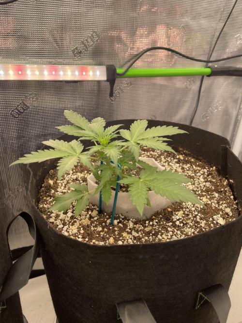 Ice Cream Paint Job. Week 3