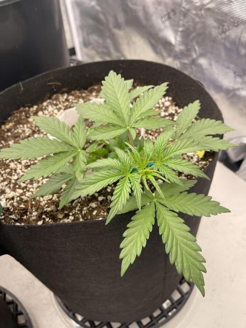 Ice Cream Paint Job. Week 3