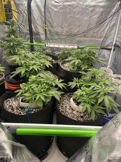 Ice Cream Paint Job. Week 4 - Tall plant back-left is a blackstrap in 3qt- day 53