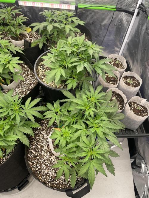 Ice Cream Paint Job. Week 4 - Seedlings on right- next run, Speedrun sour blk cherry haze
