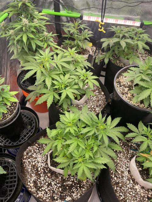 Ice Cream Paint Job. Week 4