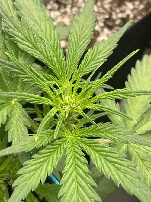 Ice Cream Paint Job. Week 4 - ICPJ- vigorous growth in thin, light green new leaves 